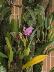 Cattleya