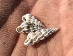 Epitonium humphreysii