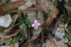 Boronia spathulata