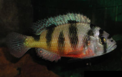 Cichlid photo 1