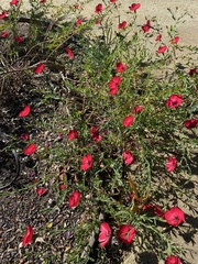 Linum grandiflorum