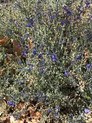 Psorothamnus arborescens