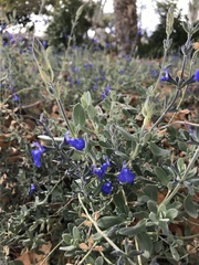 Psorothamnus arborescens