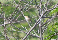 Euscarthmus fulviceps