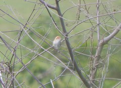 Euscarthmus fulviceps