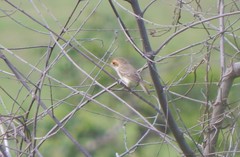 Euscarthmus fulviceps