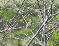 Euscarthmus fulviceps