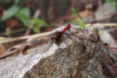 Sympetrum risi risi