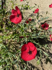 Linum grandiflorum