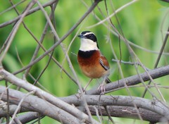 Melanopareia elegans