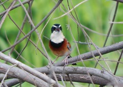 Melanopareia elegans