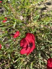 Linum grandiflorum