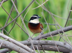 Melanopareia elegans