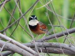 Melanopareia elegans