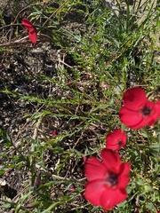 Linum grandiflorum