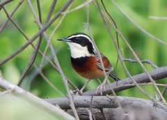 Melanopareia elegans