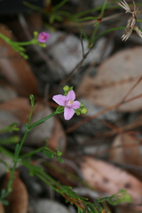 Boronia spathulata