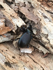 Sphaeroderus