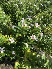 Catharanthus roseus