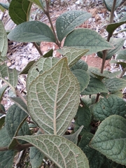 Symplocos paniculata