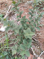 Symplocos paniculata