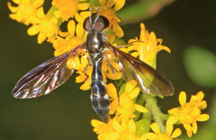 Pelecinobaccha costata