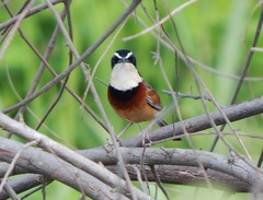 Melanopareia elegans