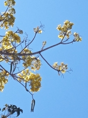 Roseodendron donnell-smithii