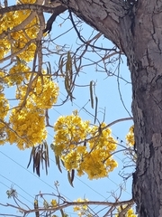 Roseodendron donnell-smithii