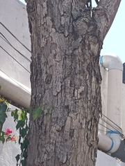 Roseodendron donnell-smithii