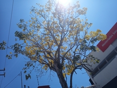 Roseodendron donnell-smithii