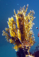 Millepora dichotoma