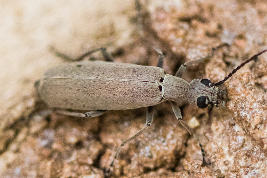 Epicauta arizonica