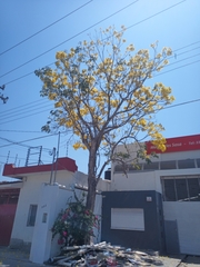 Roseodendron donnell-smithii