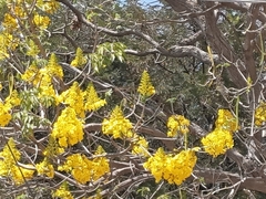 Roseodendron donnell-smithii