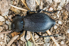 Stenomorpha marginata