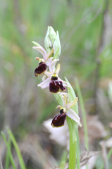 Ophrys exaltata