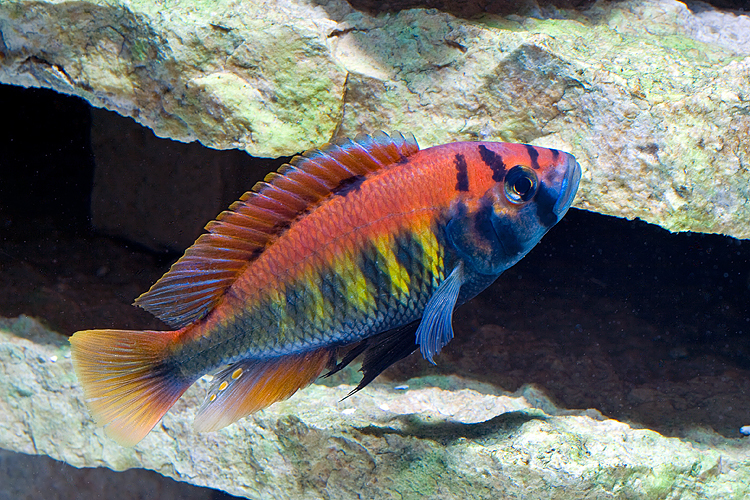 makobe island cichlid