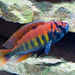 Makobe Island Cichlid - Photo (c) Kevin Bauman, some rights reserved (CC BY)