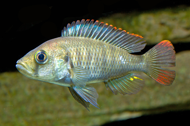 Cichlidé de Nyerere (Haplochromis nyererei)