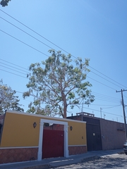 Roseodendron donnell-smithii