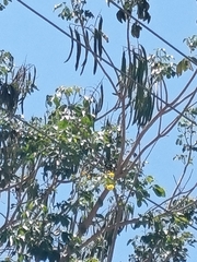 Roseodendron donnell-smithii