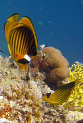 Chaetodon fasciatus