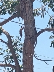 Roseodendron donnell-smithii