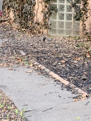 Sciurus carolinensis