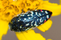 Acmaeodera rubronotata