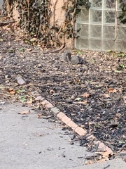 Sciurus carolinensis