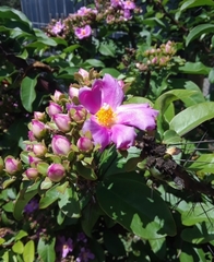 Pereskia
