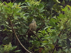 Columbina talpacoti