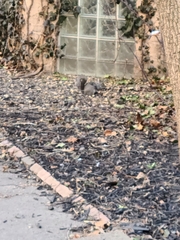 Sciurus carolinensis